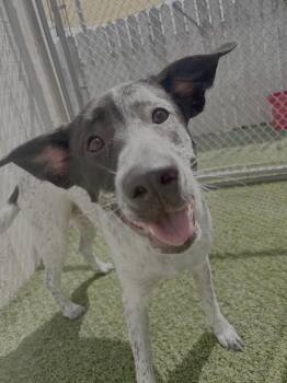 Sansa -  Cattle Dog Dog for Adoption in Aurora, Illinois - Sansa | PetCurious