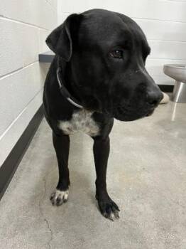 Fox Terrier and Australian Cattle Dog Blue Heeler Dogs Available for Adoption in Alamo Heights, Texas - Thunder | PetCurious