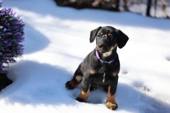 Terrier Dogs Available for Adoption - Denver (Cora