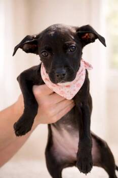 Labrador Retriever and Chihuahua Dogs Available for Adoption in Copper Hill, Virginia - Pebbles | PetCurious
