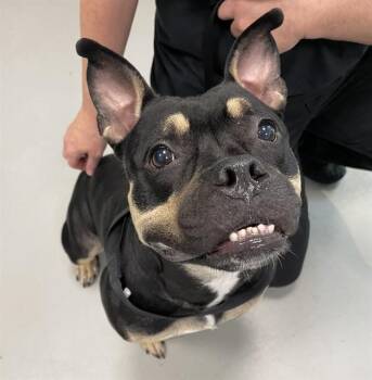 DOLLY -  Mixed Breed Dog for Adoption in Palmetto, Florida - DOLLY | PetCurious