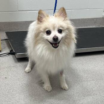 26-278 -  Pomeranian Dog for Adoption in Lindenhurst, New York - 26-278 | PetCurious