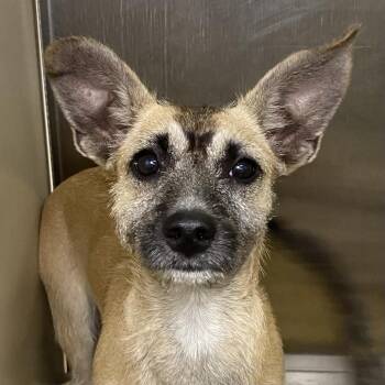 Terrier Dogs Available for Adoption in Palm Springs, California - Shenzi | PetCurious