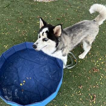 Pancakes -  Siberian Husky and Mixed Breed Dog for Adoption in Indianapolis, Indiana - Pancakes | PetCurious