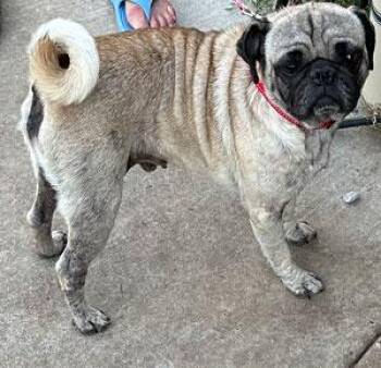 Rescue Pug Dogs for Adoption in Claremore, Oklahoma - Pickles | PetCurious