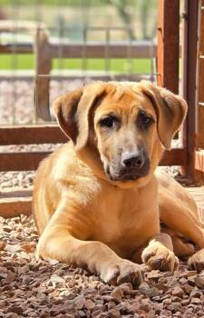 Yuma -  Black Mouth Cur and Anatolian Shepherd Dog for Adoption in Phoenix, Arizona - Yuma | PetCurious