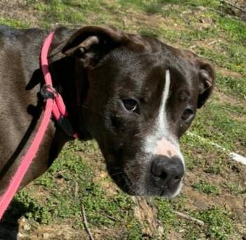 Mixed Breed Dogs Available for Adoption in Marengo, Illinois - Marshall | PetCurious