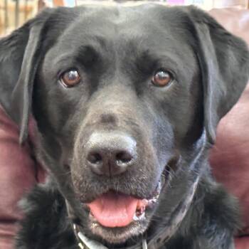 Monday -  Labrador Retriever Dog for Adoption in San Francisco, California - Monday | PetCurious