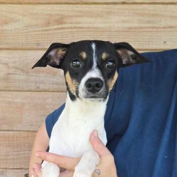 Rescue Rat Terrier and Chihuahua Dogs for Adoption in Tylertown, Mississippi - Chorizo | PetCurious