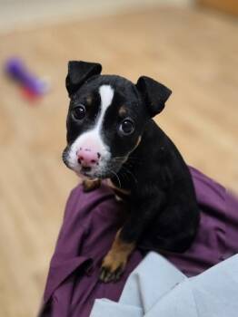 Mixed Breed Dogs Available for Adoption - Thimble | PetCurious