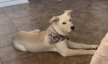 Rescue Husky and Labrador Retriever Dogs for Adoption in Paramus, New Jersey - Bonnie Coco | PetCurious