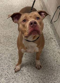 Betty -  Pit Bull Terrier and Mixed Breed Dog Available for Adoption in Kansas City, Missouri - Betty | PetCurious
