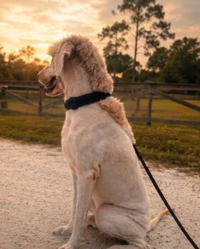 Goldendoodle Dogs Available for Adoption in Alafaya, Florida - Benji | PetCurious