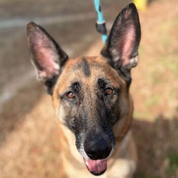 German Shepherd Dog Dogs Available for Adoption - Ophelia/Athena | PetCurious