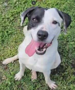 Stella -  English Pointer and Pit Bull Terrier Dog for Adoption in Dyer, Indiana - Stella | PetCurious
