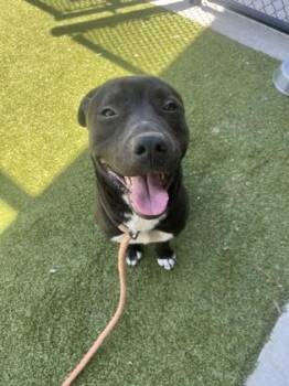 Labrador Retriever and Mixed Breed Dogs Available for Adoption in Atlanta, Georgia - Simba -ADOPTED | PetCurious