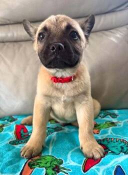 Soren -  French Bulldog Dog for Adoption in Denver, Colorado - Soren | PetCurious