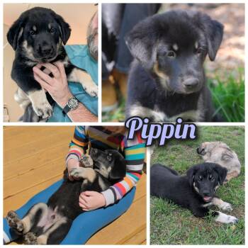 Shepherd and Great Pyrenees Dogs Available for Adoption in Bastrop, Texas - Pippin  | PetCurious