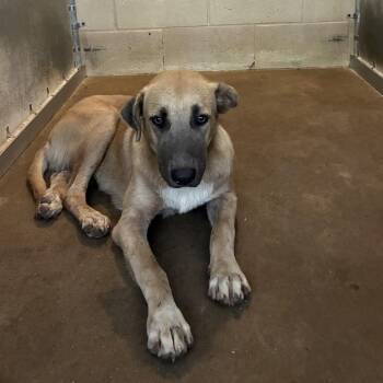 Tanner -  Shepherd Dog for Adoption in Edinburg, Texas - Tanner | PetCurious