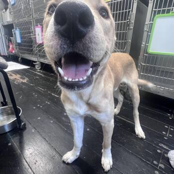 Astro -  Mixed Breed Dog for Adoption in Blanchard, Oklahoma - Astro | PetCurious