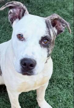 Paul -  Pit Bull Terrier Dog for Adoption in Sioux City, Iowa - Paul | PetCurious
