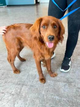 Carl Dean -  Golden Retriever and Poodle Dog for Adoption in Columbus, Ohio - Carl Dean | PetCurious