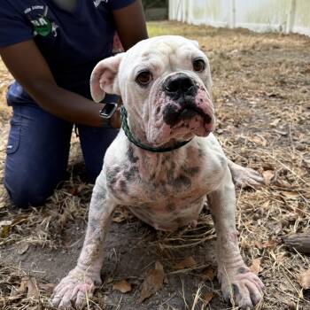 Rescue English Bulldog Dogs for Adoption in Columbia, South Carolina - Chloe | PetCurious