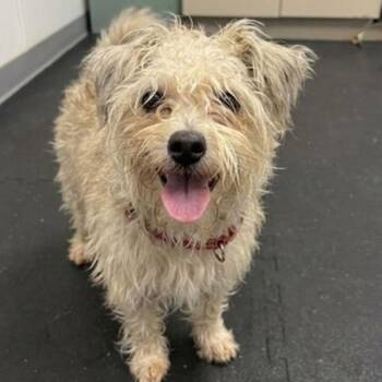 Wiggles -  Maltese and Norfolk Terrier Dog for Adoption in Glenelg, Maryland - Wiggles | PetCurious