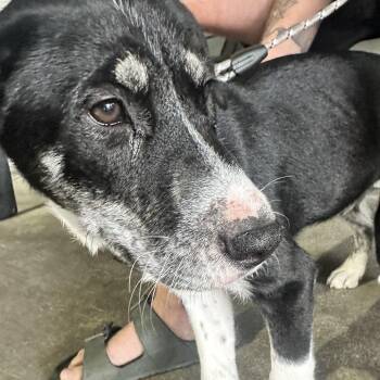 Dalmatian and Husky Dogs Available for Adoption - Bluey | PetCurious