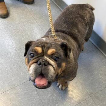 Kaira -  English Bulldog and Mixed Breed Dog for Adoption in Long Beach, California - Kaira | PetCurious