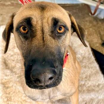 German Shepherd Dog and Terrier Dogs Available for Adoption in Bloomfield, Connecticut - Leena | PetCurious