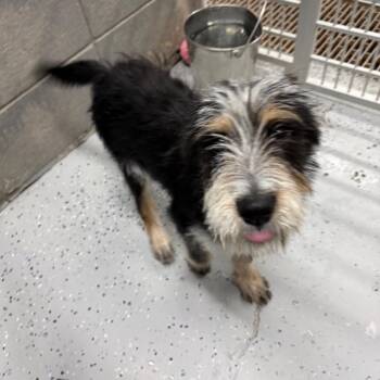 Terrier Dogs Available for Adoption in Huntsville, Alabama - Arthur Morgan | PetCurious