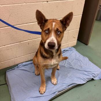 Scout -  Mixed Breed Dog for Adoption in Memphis, Tennessee - Scout | PetCurious