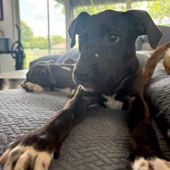 Maui Jim -  Pit Bull Terrier Dog for Adoption in Charlotte, North Carolina - Maui Jim | PetCurious