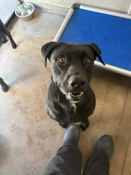 MCGREGOR -  Labrador Retriever and Pit Bull Terrier Dog for Adoption in Burbank, California - MCGREGOR | PetCurious