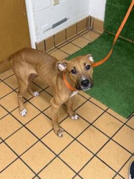 Kipper -  Terrier and Mixed Breed Dog for Adoption in Gainesville, Florida - Kipper | PetCurious
