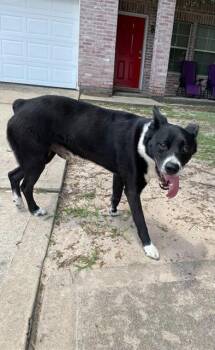 A657542 -  Border Collie Dog for Adoption in Houston, Texas - A657542 | PetCurious