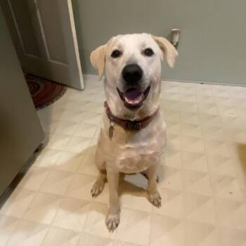 Izzie -  Yellow Labrador Retriever and Great Pyrenees Dog for Adoption in Durham, North Carolina - Izzie | PetCurious