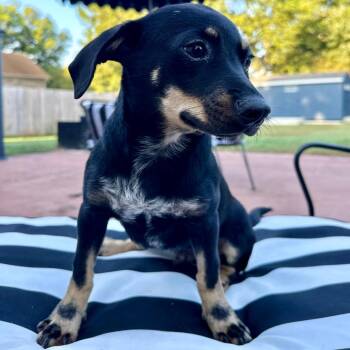 Mater -  Dachshund and Hound Dog for Adoption in Huntsville, Alabama - Mater | PetCurious