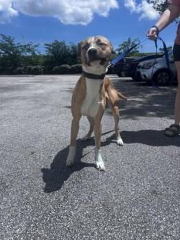 Shepherd and Mixed Breed Dogs Available for Adoption in Daytona Beach, Florida - Zeuse - 1 | PetCurious