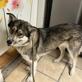 Cleo -  Husky and Australian Shepherd Dog for Adoption in Newport, North Carolina - Cleo | PetCurious