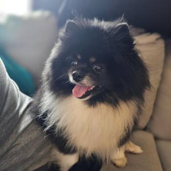 Pomeranian Dogs Available for Adoption - Bear D10675 | PetCurious