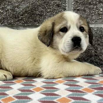 Rescue Great Pyrenees Dogs for Adoption in Wadena, Minnesota - Hudson | PetCurious