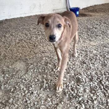 Mixed Breed Dogs Available for Adoption - Ruby 7030 | PetCurious