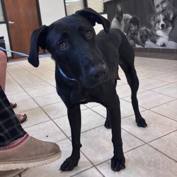 06/17/2026-stray-FloydRoad-1 -  Mixed Breed Dog for Adoption in Columbus, Georgia - 06/17/2026-stray-FloydRoad-1 | PetCurious