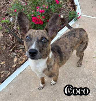 Rescue Australian Kelpie Dogs for Adoption in Tulsa, Oklahoma - Coco | PetCurious