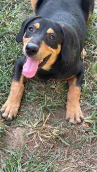 Simon -  Beagle Dog for Adoption in Covington, Tennessee - Simon | PetCurious