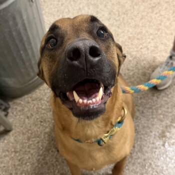 Gideon aka Gidz -  Black Mouth Cur Dog for Adoption in Fallon, Nevada - Gideon Aka Gidz | PetCurious
