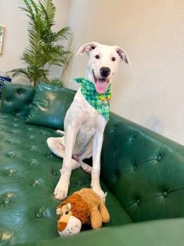Flint Grove Penelope -  Labrador Retriever and German Shepherd Dog Dog for Adoption in Friendswood, Texas - Flint Grove Penelope | PetCurious