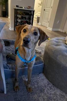 Labrador Retriever Dogs Available for Adoption in Fort Mill, South Carolina - Parker | PetCurious